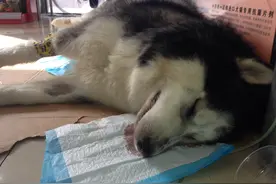 狗狗生病的症状，如果出现了，要马上治疗图片