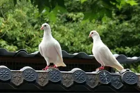 青年鸽子认公母，不用抓手上就能认清鸽子性别图片