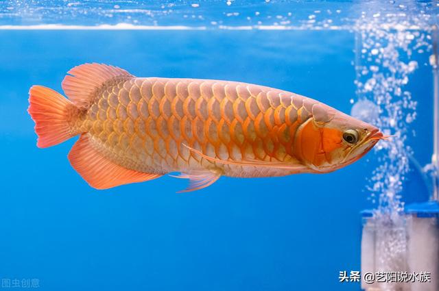 龙鱼鱼鳞大白