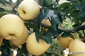 你有钱就种维纳斯黄金苹果，是深坑还是重生？图片