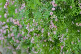 春末夏初，与蔷薇撞个满怀 ！图片
