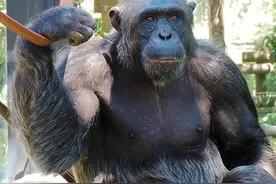 为什么有人说“黑猩猩”比老虎和熊还要危险？它到底有多危险？图片