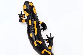 为何壁虎称为“五毒”之一，看似人畜无害，但尿液暗藏玄机图片