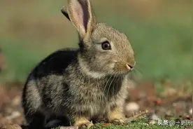 兔年说兔：我国共有20种兔，最为珍贵的是哪一种？图片