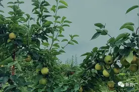 浓甜多汁，新野上庄的梨，熟了！图片