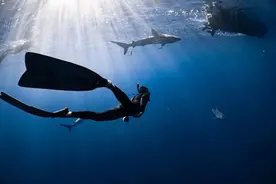 深度｜北海浴场伤人的不明生物是什么？图片