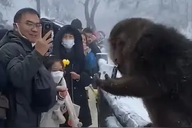 峨眉山的猴子你们的好日子到头了？景区回应 【今日早报】图片