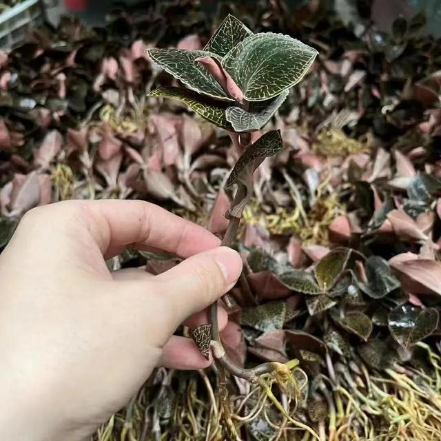 鹿尾巴 花胶 2026年鹿尾巴和鹿角胶一起炖吗