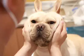 夏天了，别把狗狗单独留车里！犬猫中暑人为因素多 致死率高图片