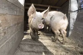 猪发烧、跛行咋治疗？老兽医教你“三步治疗法”，简单，有效图片