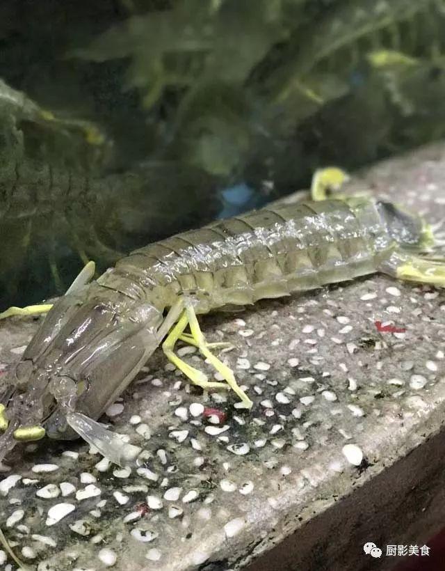 40头的花胶是几级 2025年花胶40头是什么意思?