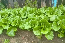 土质板结发硬？烂根死棵？别光知道用药防治，试试这几个方法图片