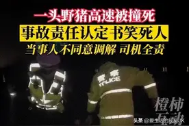 母猪被撞身亡，猪爸爸带着猪宝宝跑了当事人不同意调解，司机全责图片