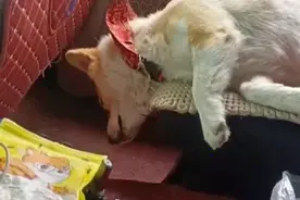 江苏狗子陪主人被困车里6天6夜，神情举止几乎崩溃，太难过图片