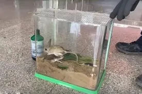 甘肃酒泉发现“沙漠米老鼠”，尾巴长耳朵大，后腿像袋鼠一样发达图片