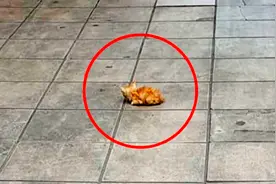 在热闹广场上有只流浪猫饿晕了，只因身上太脏，没人愿意伸出援手图片