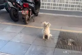 流浪狗守在烤鸭摊门口，眼睛一直盯着烤鸭看，渴求的眼神让人心疼图片