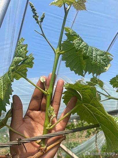 鍖楁柟閬块洦妫氶槼鍏夌帿鐟拌悓鑺借嚦鑺卞簭鍒嗙鏈熺鐞嗘妧鏈紙涓嬶級