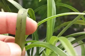 兰花叶片黑点剪掉就可以吗？试试我的方法，两个月兰苗就干干净净图片