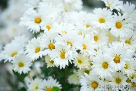 广东省高州市2023届高三第一次模拟考试语文试题及答案解析图片