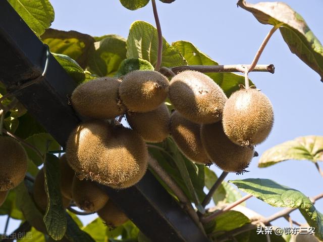 葡萄、西瓜等水果增甜有妙招，分享给果农，经济实用又简单