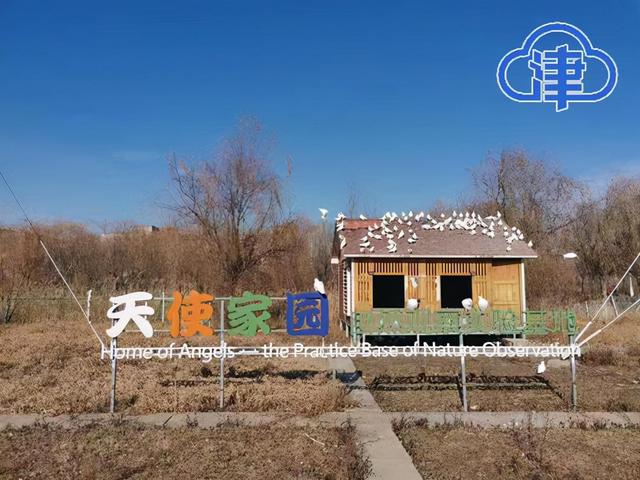 校宠破解版2020完结（天津这些校宠火了黑天鹅带娃到处逛鸭鸭像朵棉花糖学生考前都去喂锦鲤）