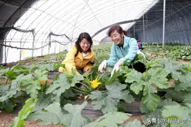 种菜福音来了，五个种植蔬菜的“民间土方法”，增产防病样样行图片