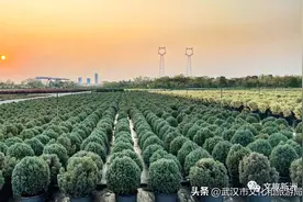 纵使它有万千境，这个季节我想来场法式邂逅图片