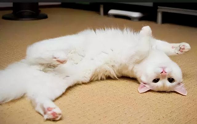 猫咪爱在地上打滚是怎么回事-百科小世界