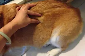 狗狗的常见肿瘤有哪些？别因为无知害了狗狗图片