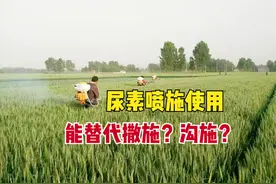 小麦返青追施尿素，能喷施吗？每亩用多少量？能替代撒施或沟施？图片
