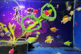 天使鱼的雌雄如何鉴别，耐不耐低温，为什么很容易患白点病？图片