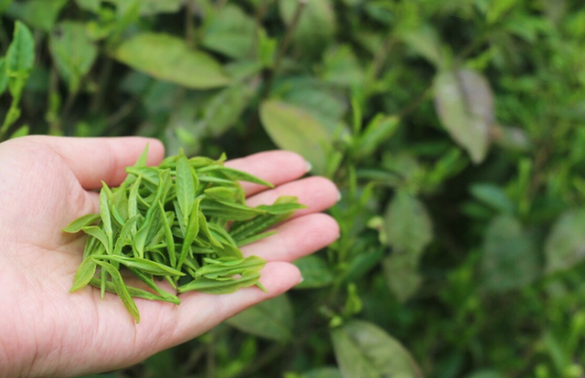 中国最好喝的春茶排行榜，这5种绿茶你喝过几种？有你家乡的吗？