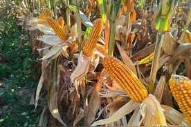 玉米卖果穗、卖湿粮和卖干籽粒，如何卖更划算图片