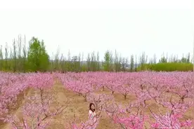 桃之夭夭，惊艳整个春天，让我们一起赏读古诗词里的桃花名句吧图片