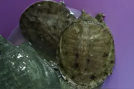 甲鱼到了狂口的时候！这种钓法一定能让它上岸图片