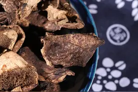 「彤菌堂」菌盖犹如老虎皮毛纹路一样的野生蘑菇：黑虎掌菌图片