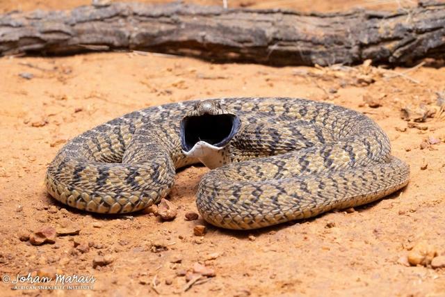 33张令人毛骨悚然的生物照：诡异山羊如人一般站立，眼神深邃