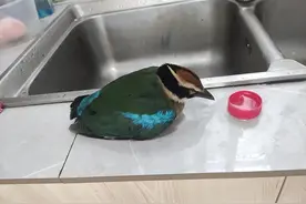 “鸟中仙女”空降嘉定一村民家中，原来是国家二级保护动物图片