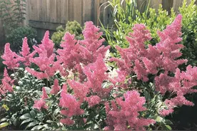 新型观赏花卉—落新妇，花色梦幻美丽，浪漫十足，阳光不多也能养图片