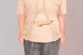 胰腺在人体的哪个部位图片