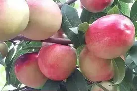 这些油桃种类，你认识多少？图片