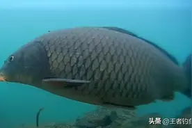 禁捕禁钓后，长江宜昌段大鲤鱼“肥如猪”，网友拍下喜人一幕图片