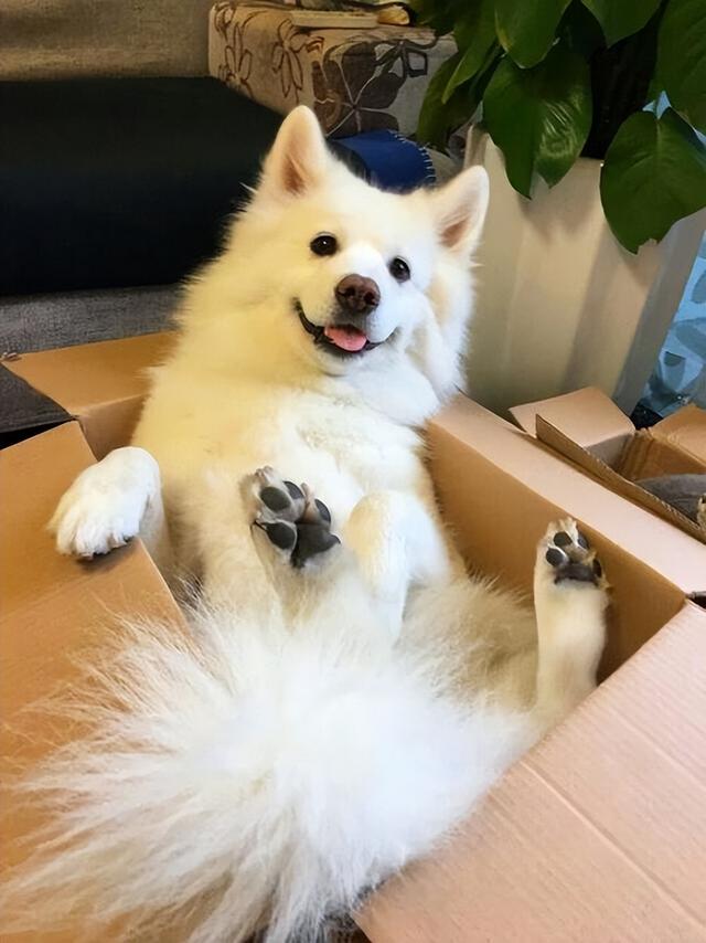 养什么狗都好,不建议养"萨摩耶",原因有这几点