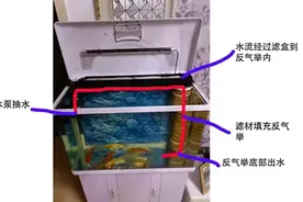 养鱼？你一定要考虑好那种过滤方式适合自己图片