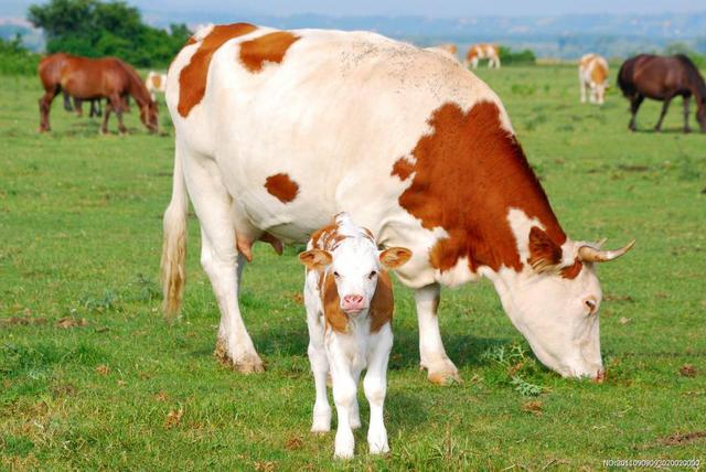 牛流产的原因是什么？牛流产后恢复用什么药？本文为您讲解