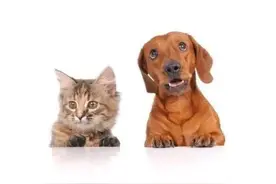 被自己家狗咬了用打狂犬疫苗吗？图片