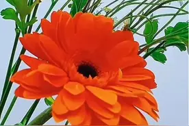 一颗心、只为你，一份情、只给你，因为，我只爱你图片