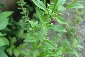 冰糖草它的作用超多，农村到处都是，你家乡有这种野草吗？图片