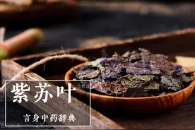 紫苏叶（发散风寒药）图片